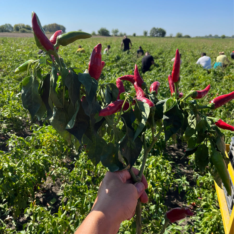 Noble Sweet Paprika
