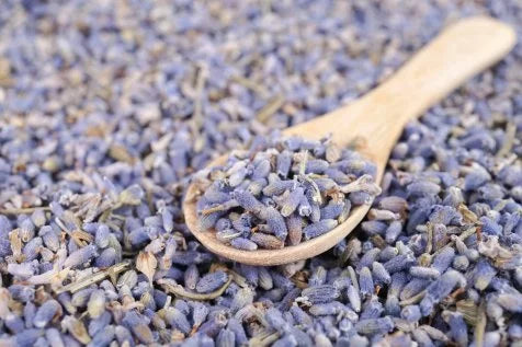 Lavender Flower
