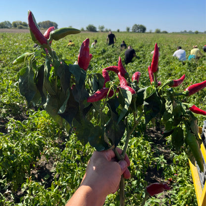 Noble Sweet Paprika